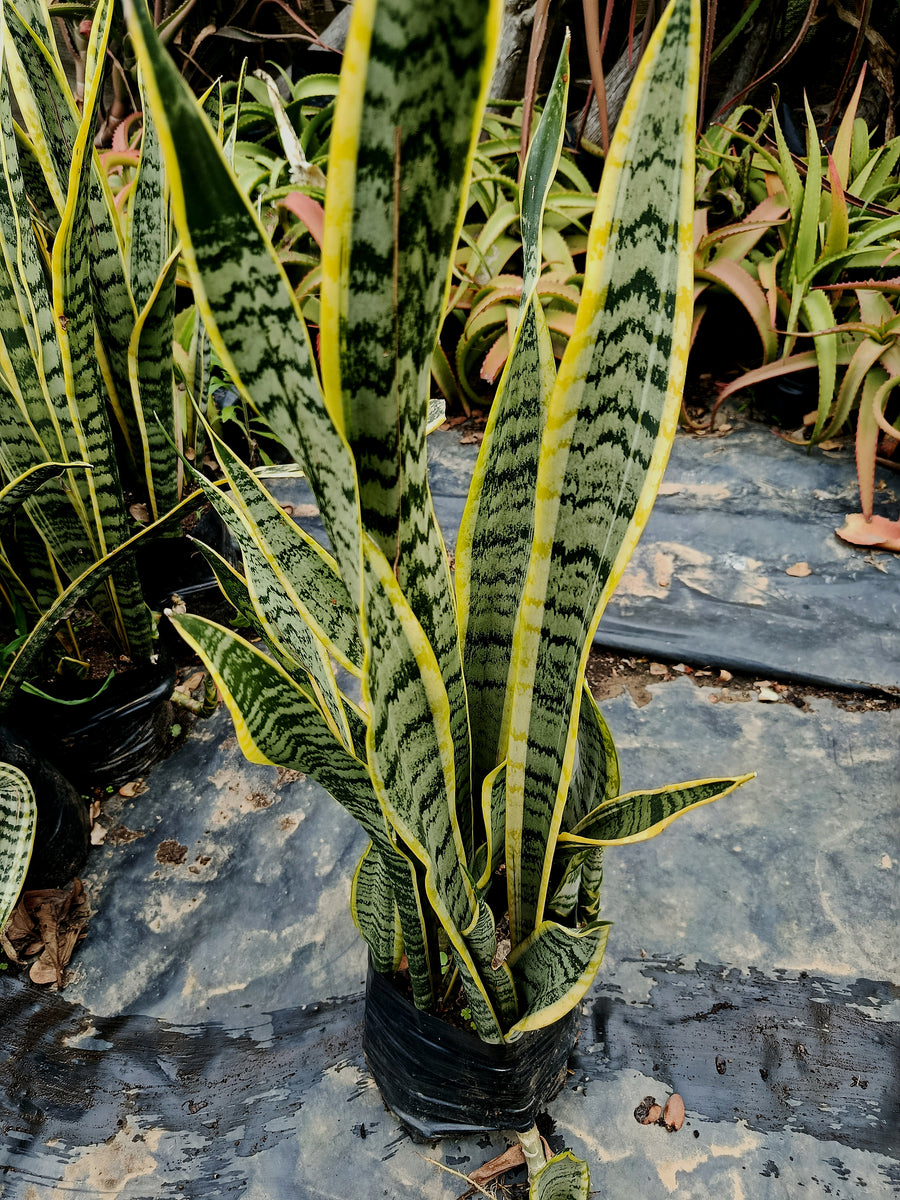 Dracaena trifasciata (snake plant ) yellow variegated – Exotic Flora