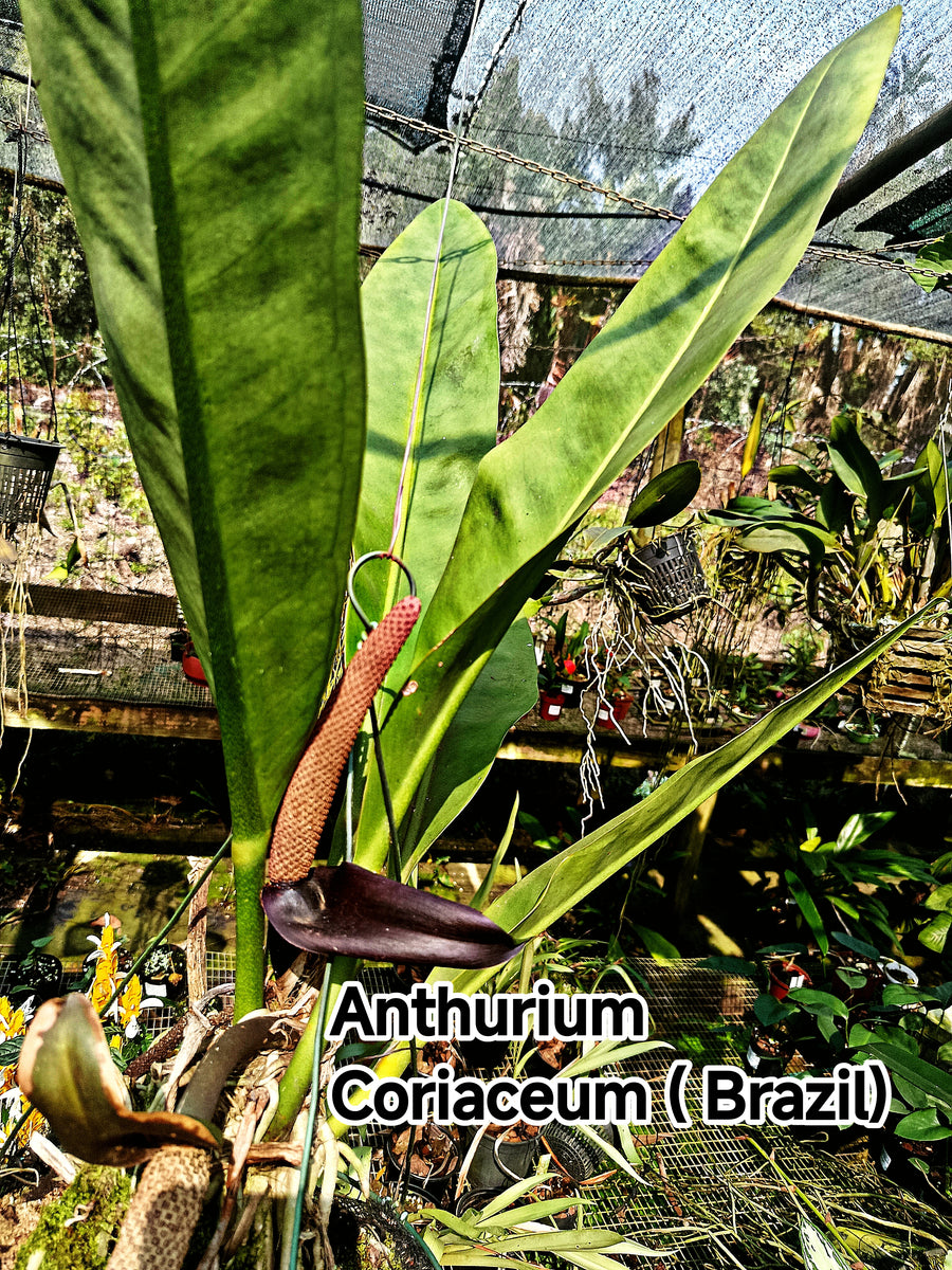anthurium plants for sale south africa Anthurium Coriaceum – Exotic Flora
