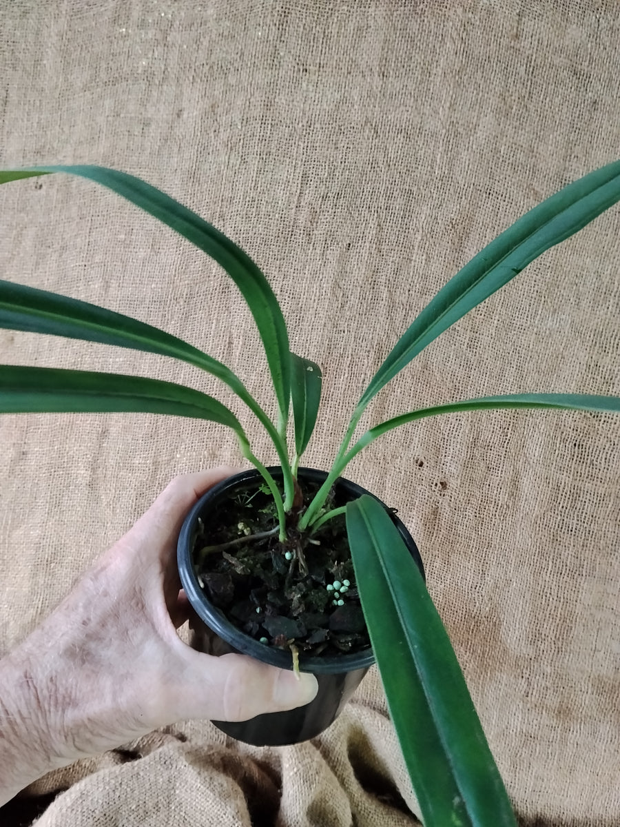 anthurium bakeri – Exotic Flora
