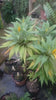 Load and play video in Gallery viewer, Bromeliad Vriesea Ospinae