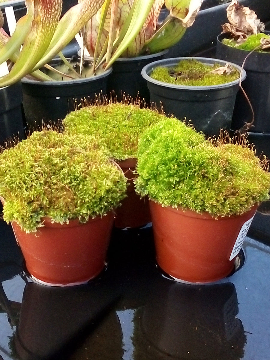 Moss pots for terariums ExoticFlora