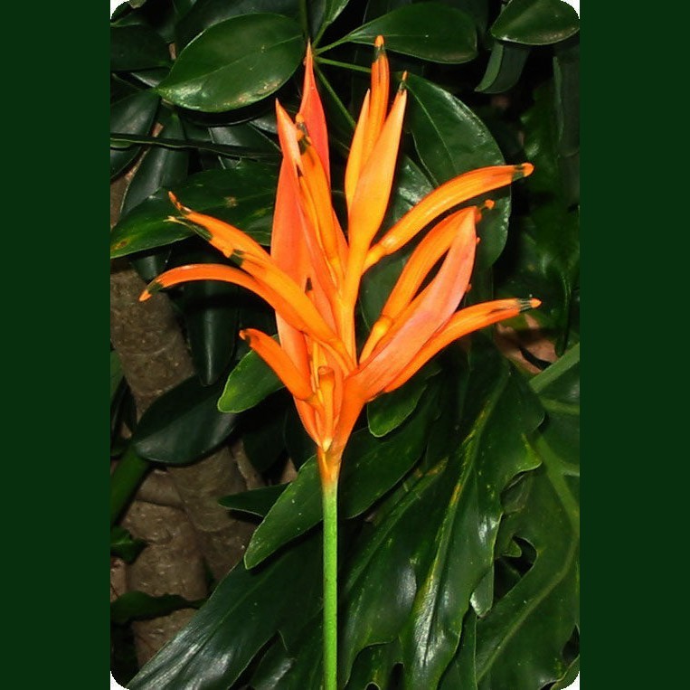 Heliconia psittacorum cv Golden Torch – ExoticFlora