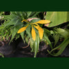 Bromeliad Vriesea Ospinae