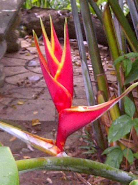Gingers & Heliconia Plants South Africa | Exotic Flora