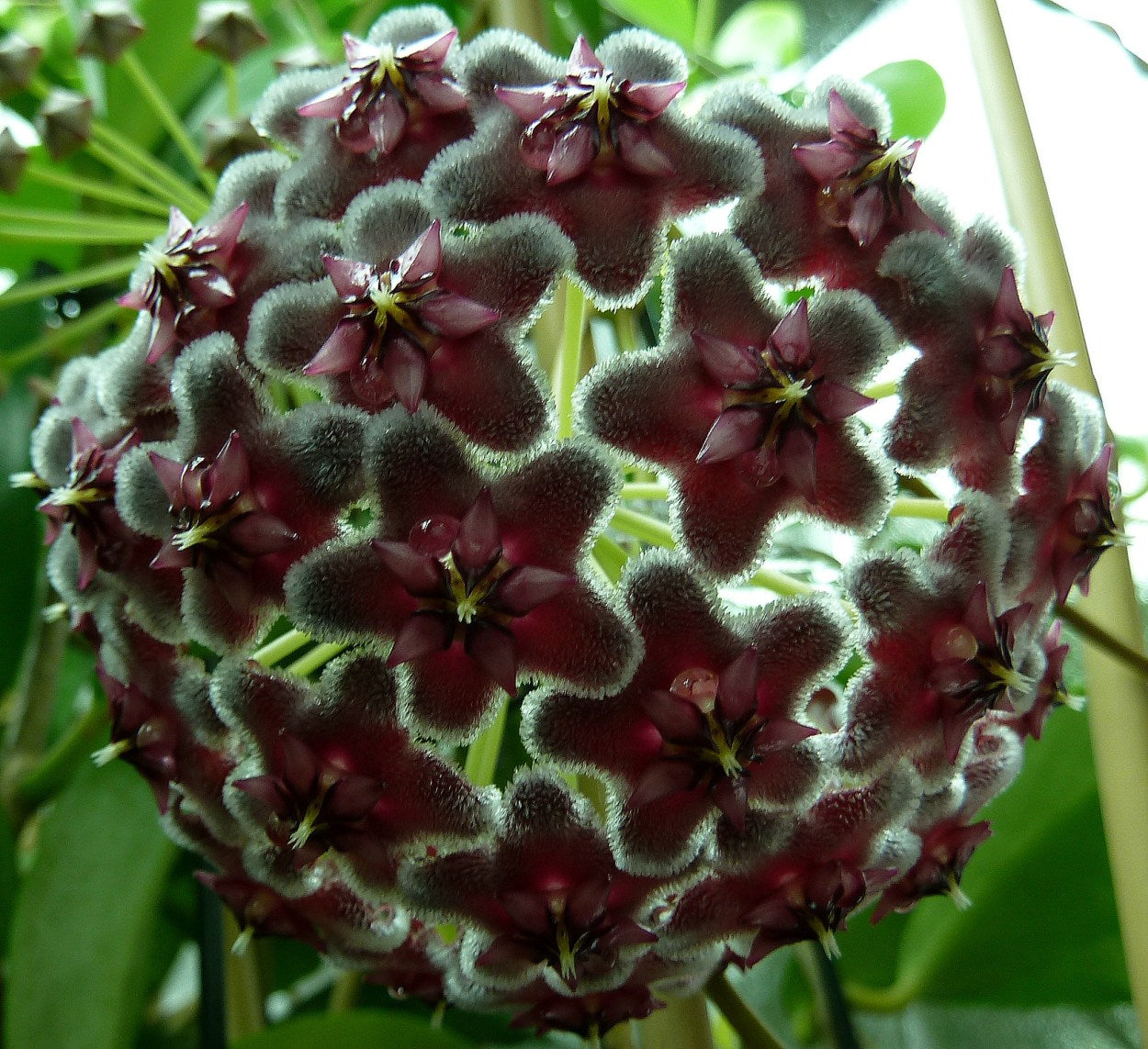 hoya black dragon