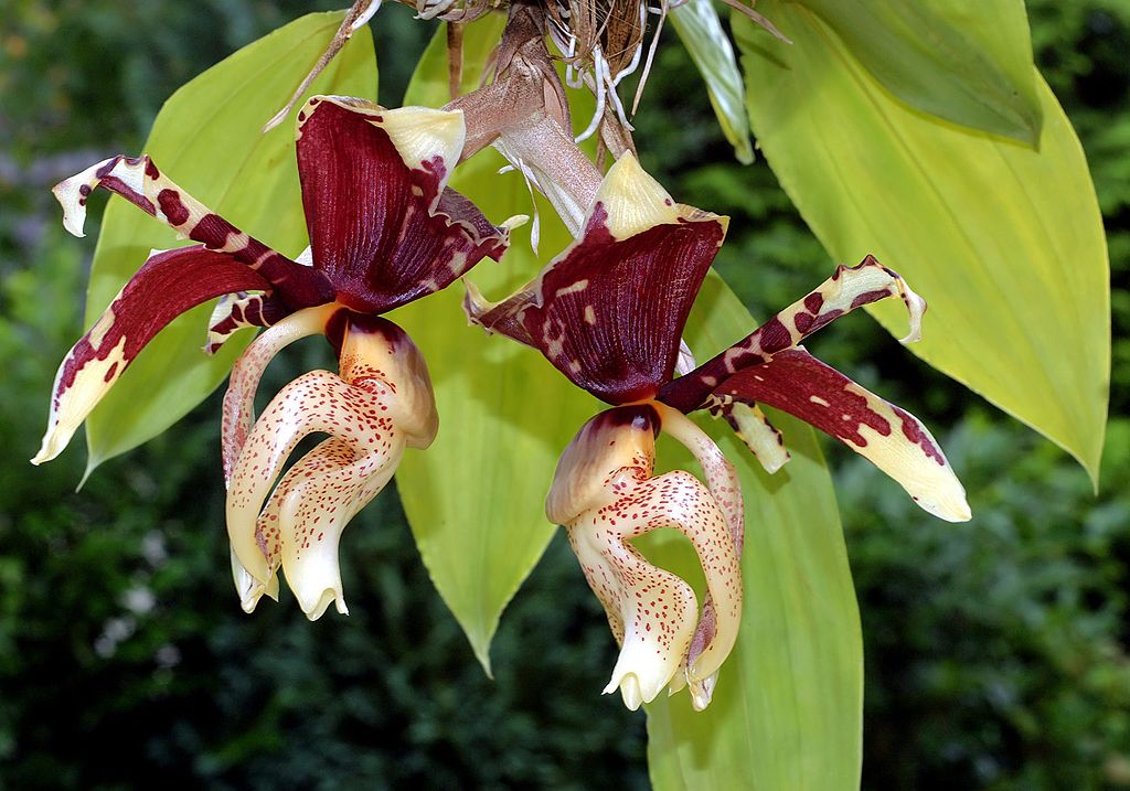 Stanhopea tigrina