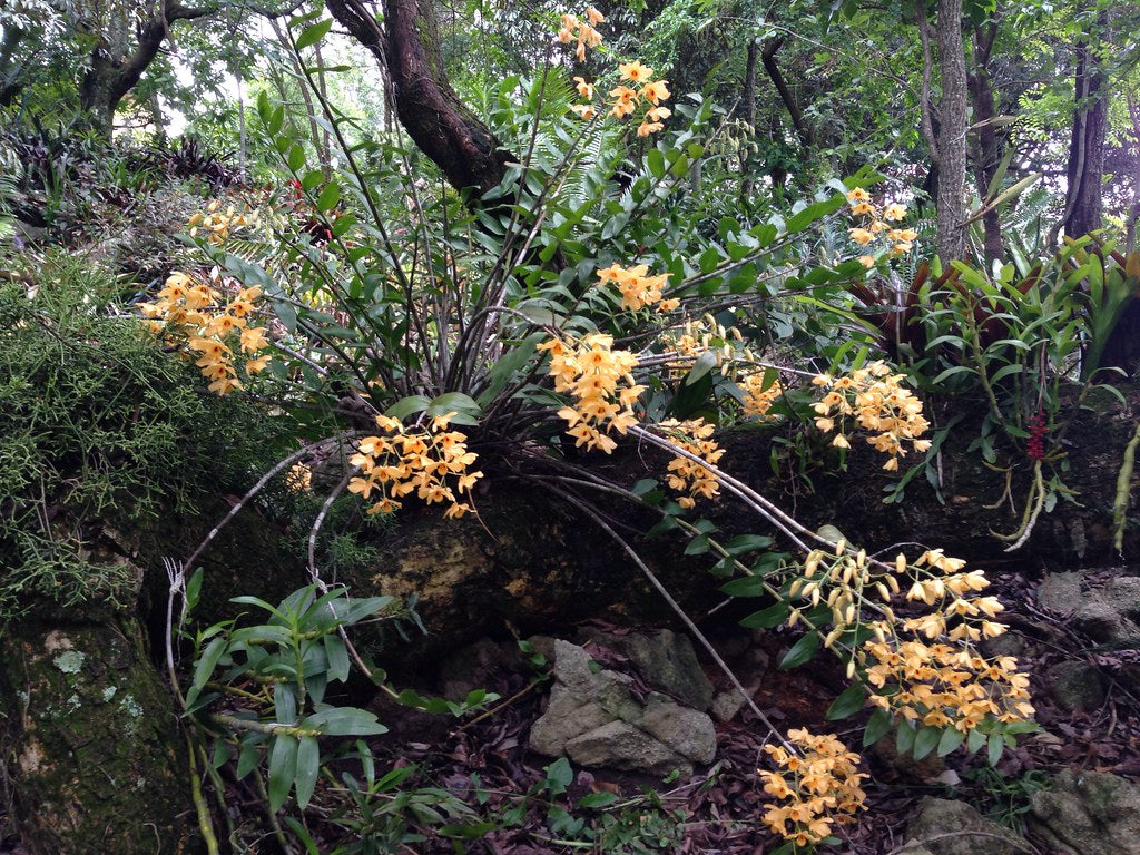 Dendrobium moschatum