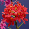 Epidendrum Crown Valley Bannersday x Pacific Girl (King)