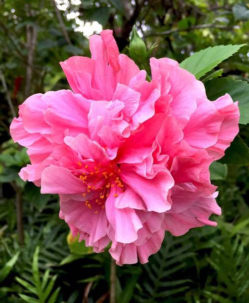 Hibiscus Tango (Double Cerise Pink)