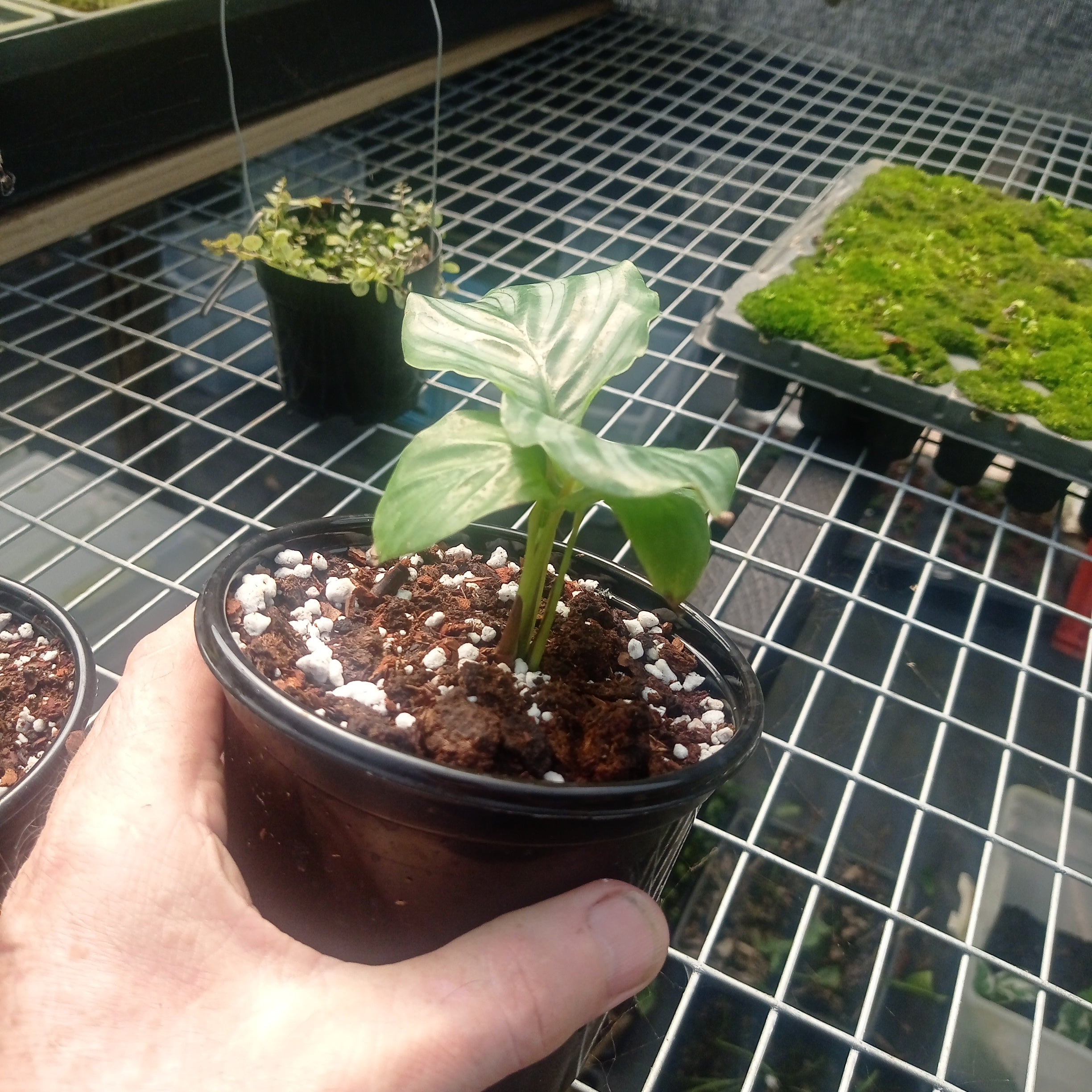 Calathea orbiflora (Prayer Plant) 2 Plants