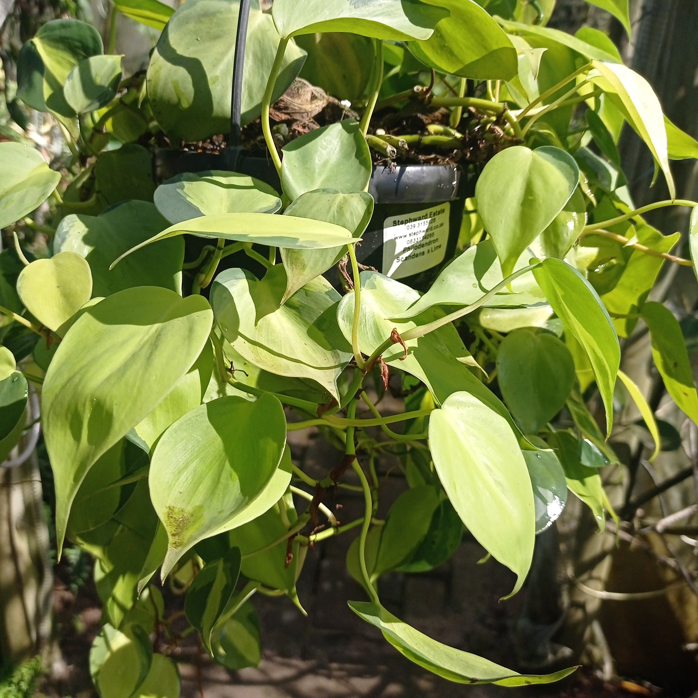 Philodendron scandens x lime