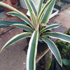 Ananas comosus var. variegatus variegated pineapple