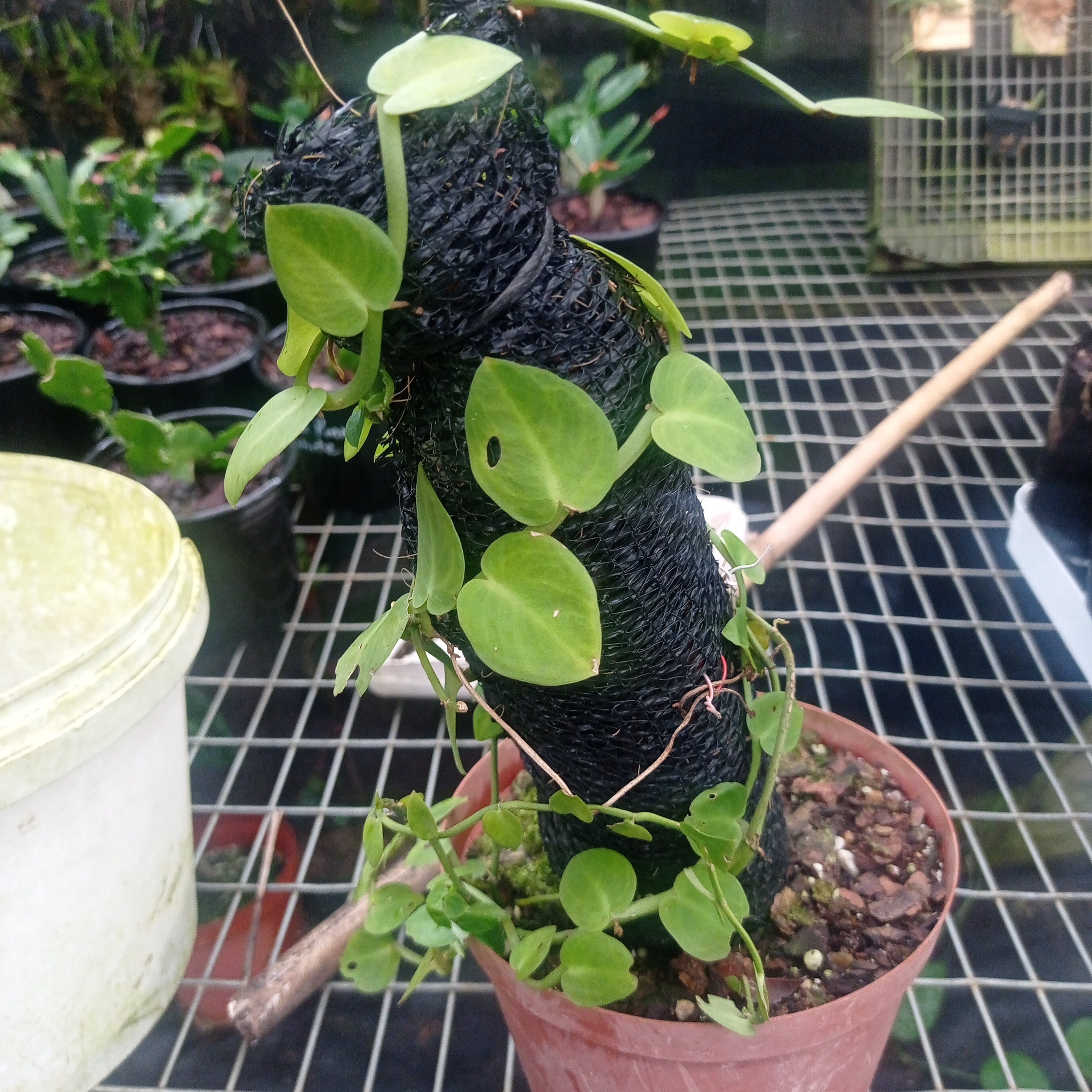 Rhaphidophora korthalsii (thailand- Malaysia)