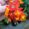 Load image into Gallery viewer, Epidendrum orange orchid ground)sun