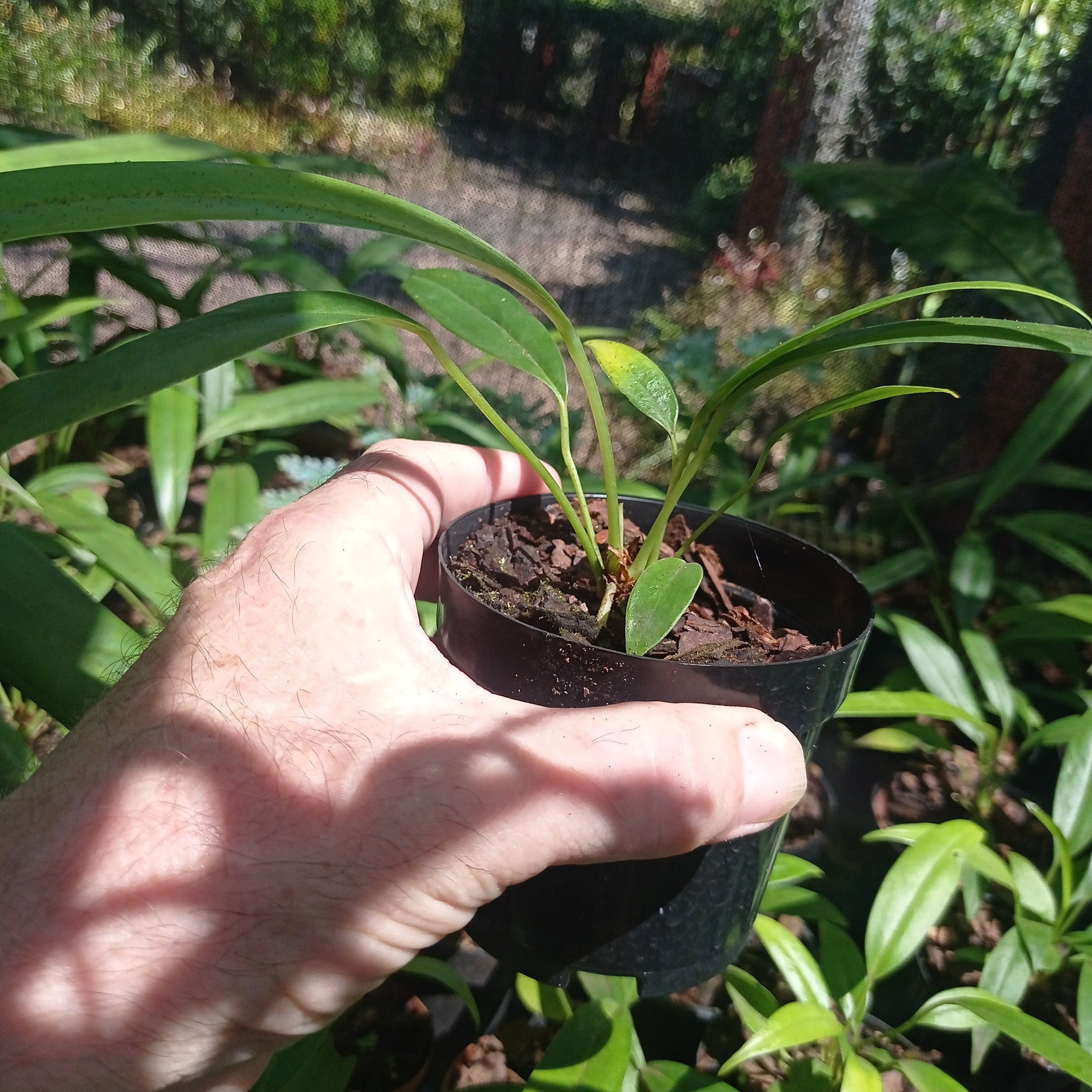 Anthurium vittarifolium Seedling