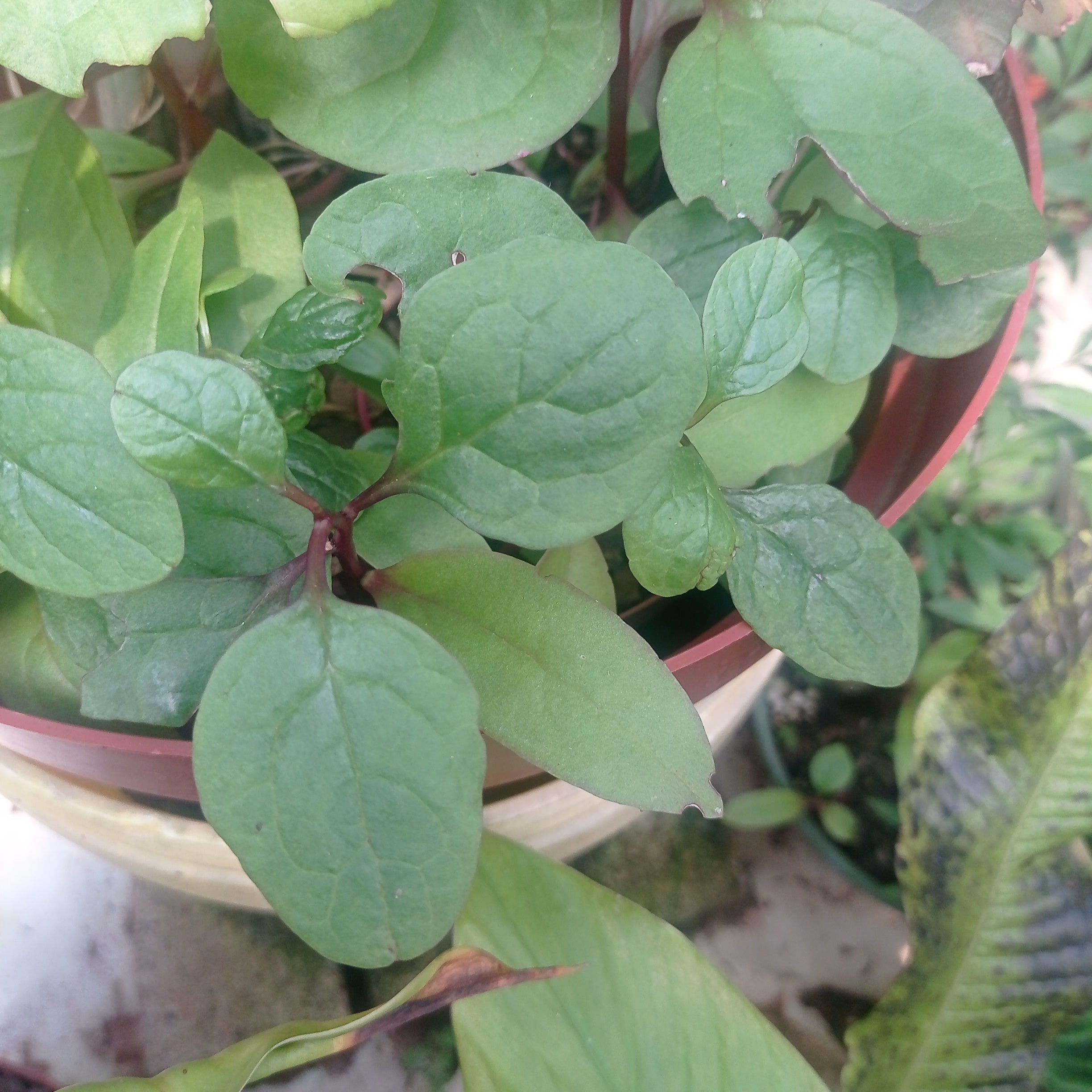 Malabar spinach seeds