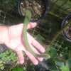 Load image into Gallery viewer, &quot; Monkey Tail &quot; Cleistocactus colademonpho