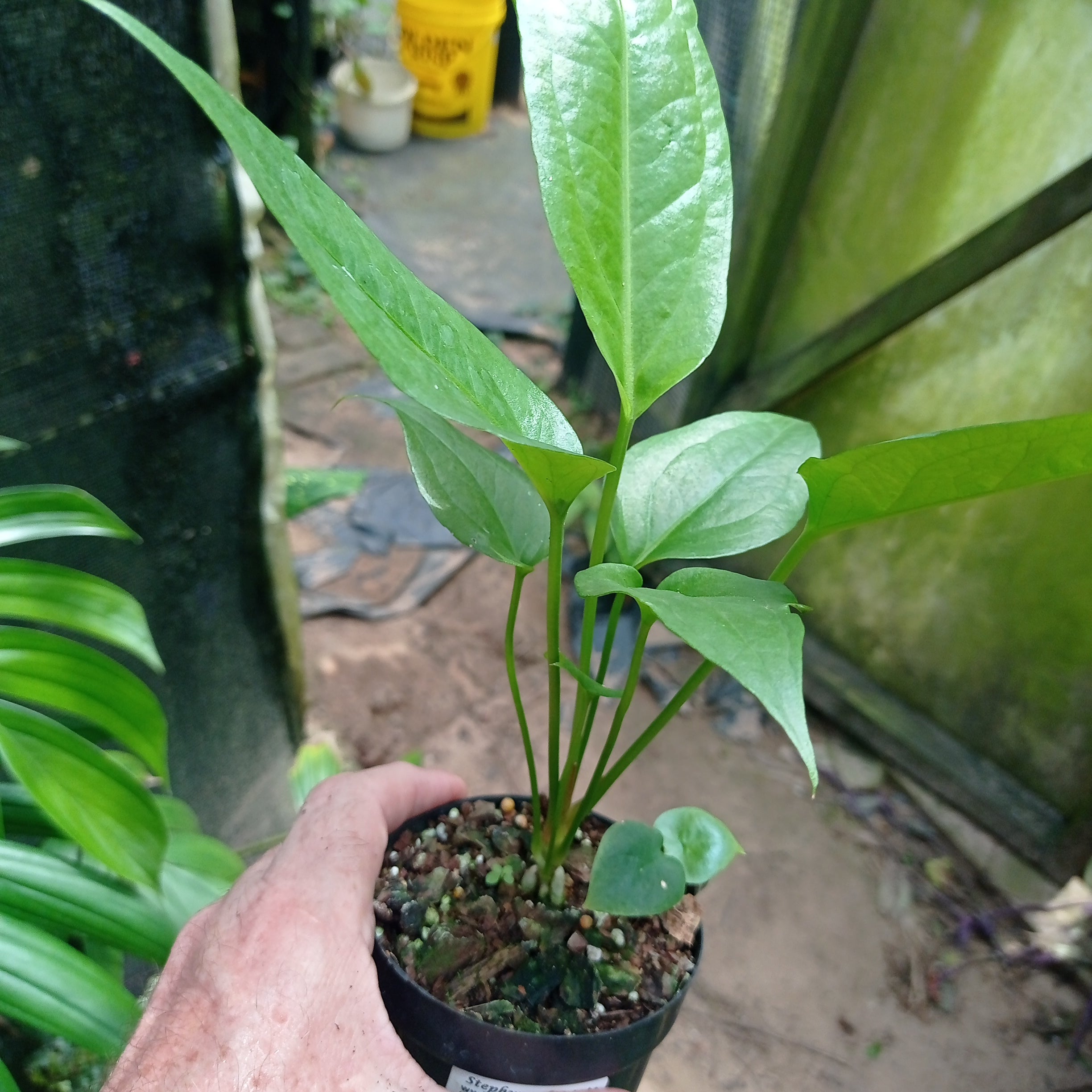 Anthurium plowmanii