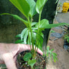 Anthurium plowmanii