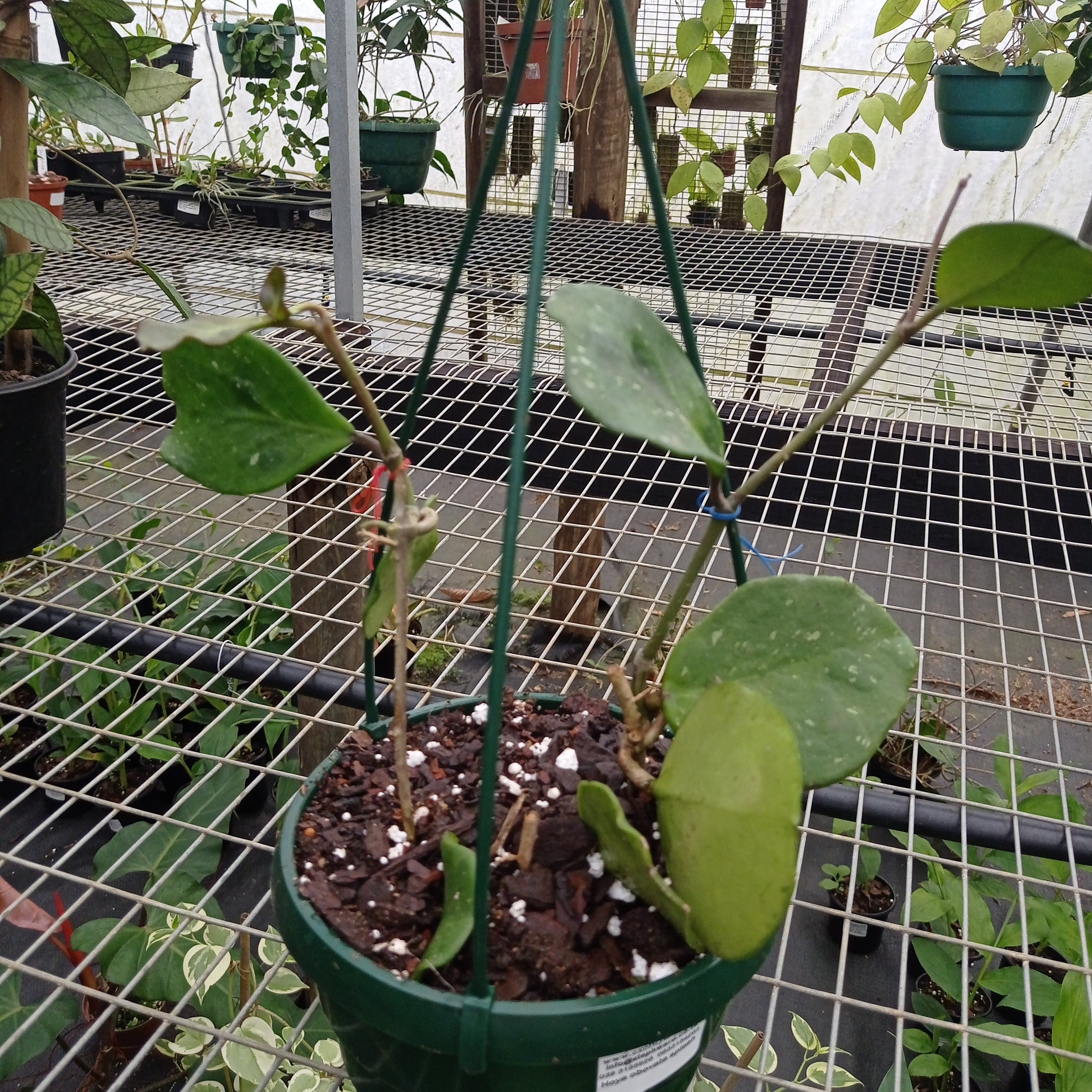 Hoya obovata splash