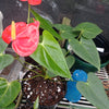 Anthurium deep orange small type