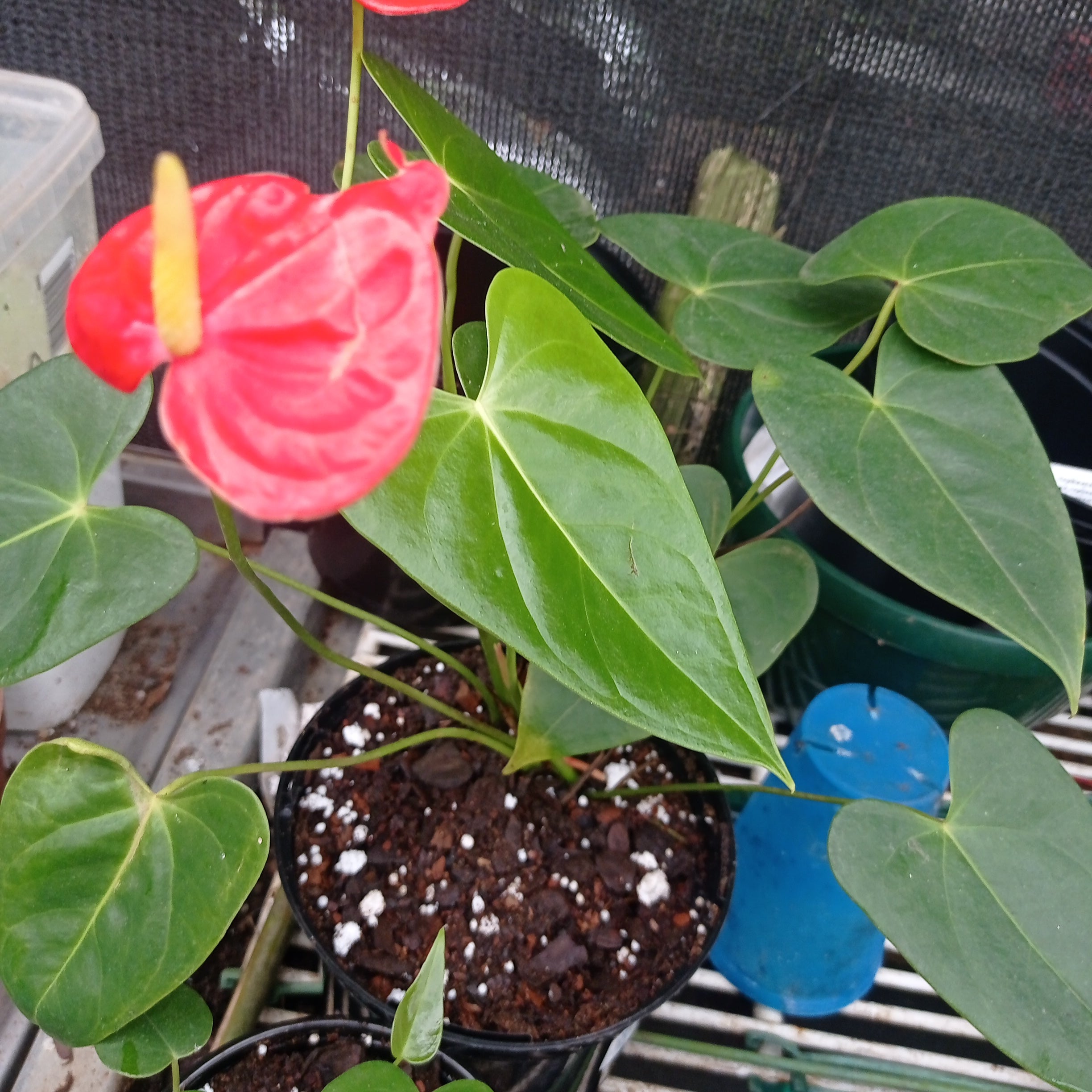 Anthurium tangerine small type