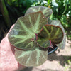 Begonia sol mutata (Sun changing begonia)