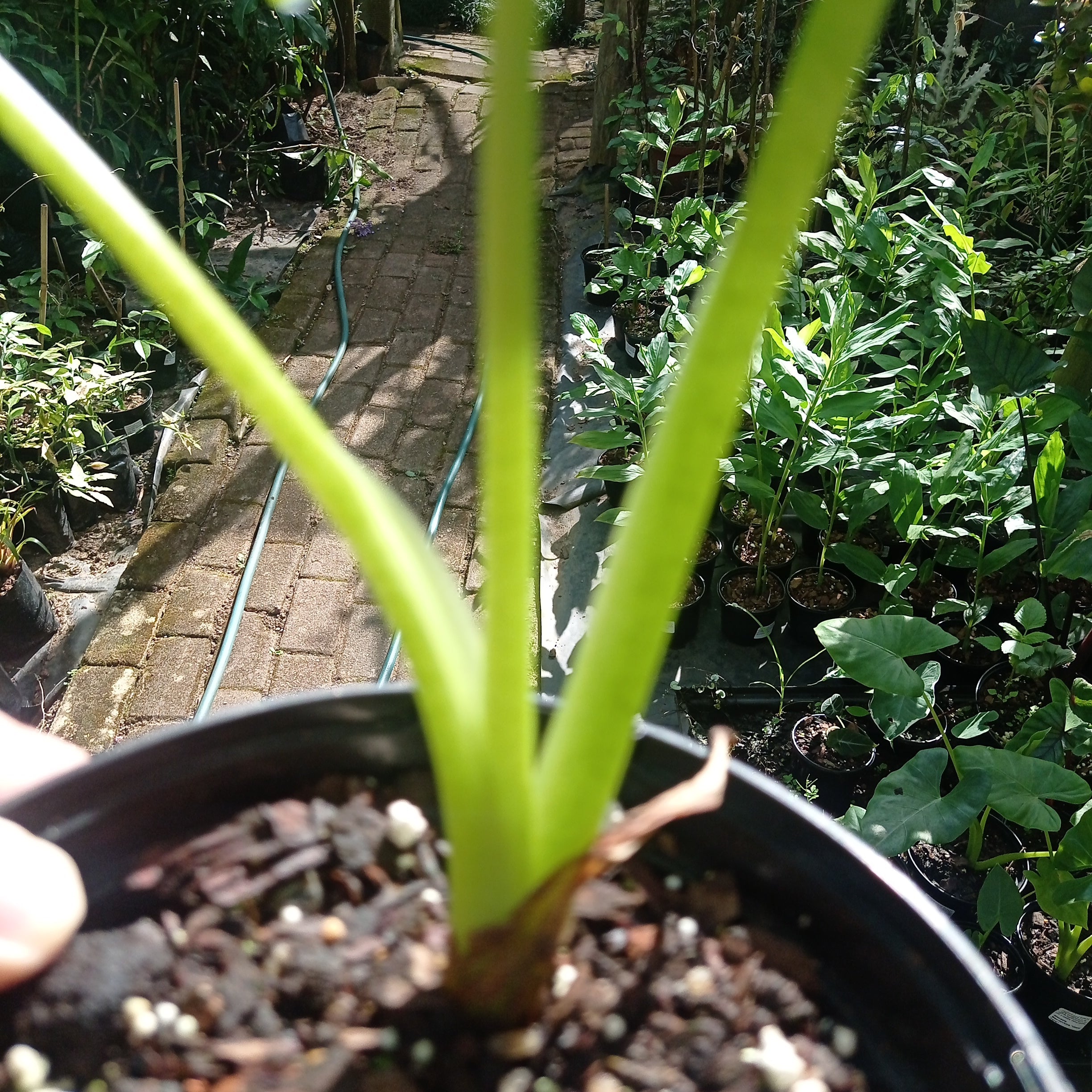Alocasia Macrorrhiza Giant Taro