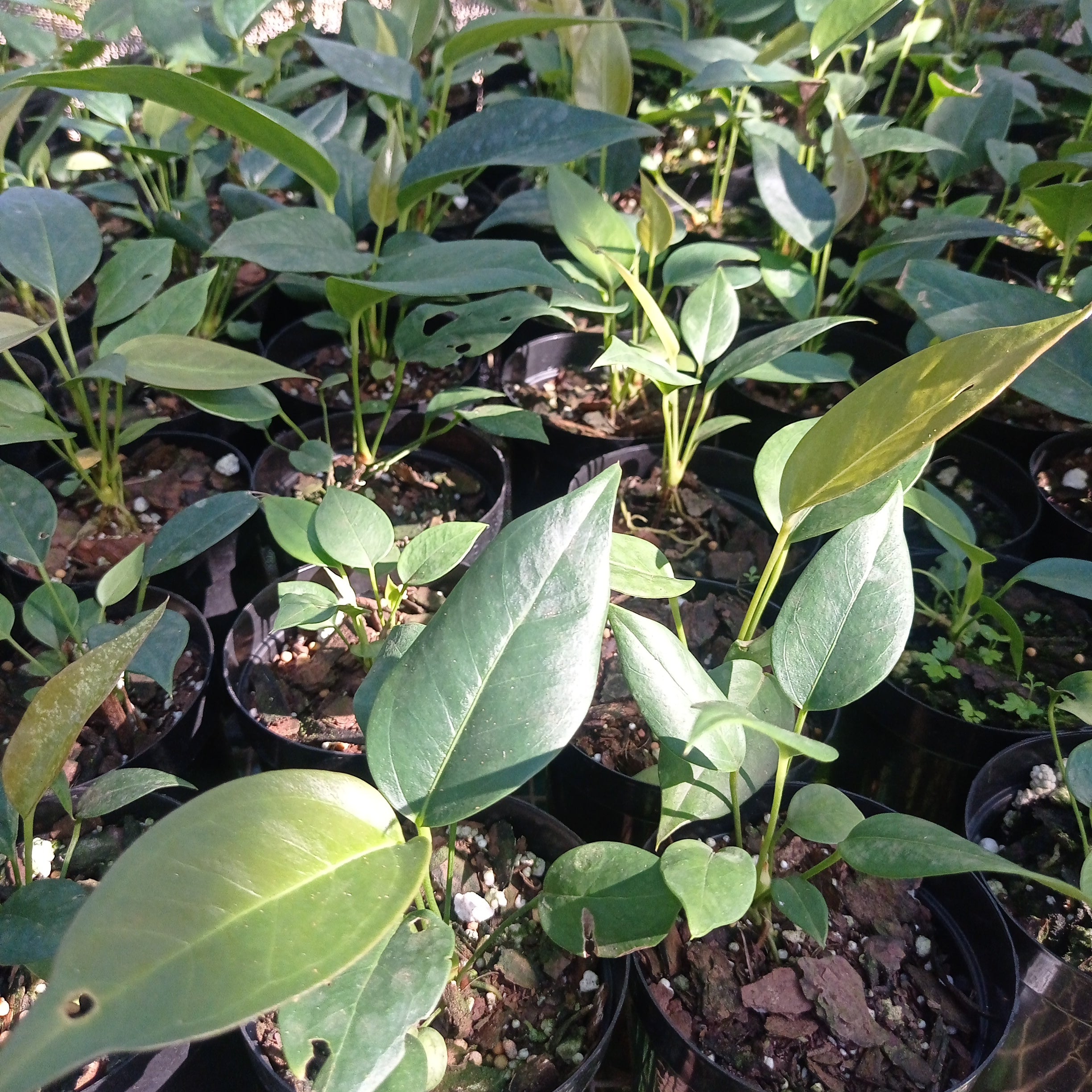 Anthurium pigs tail rothchildianum marble chip