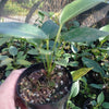 Anthurium pigs tail rothchildianum marble chip