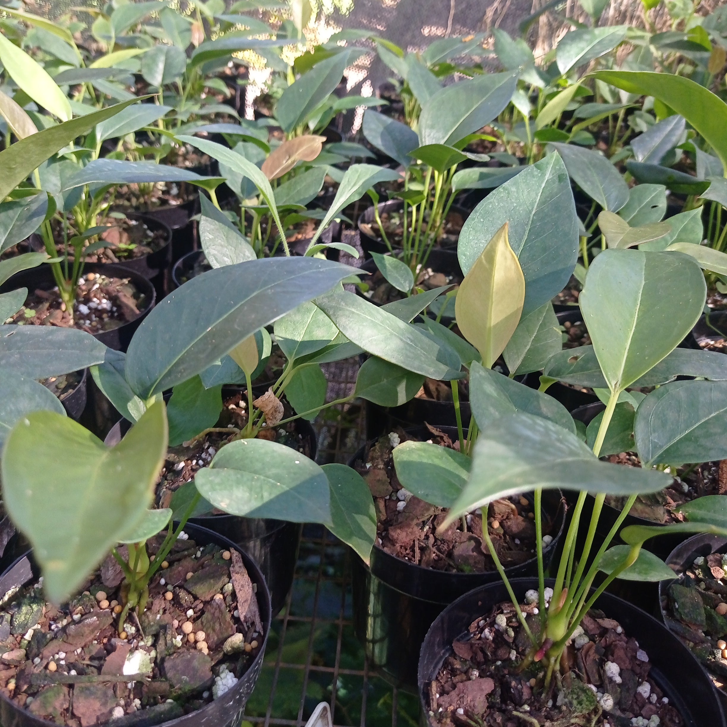 Anthurium pigs tail rothchildianum marble chip