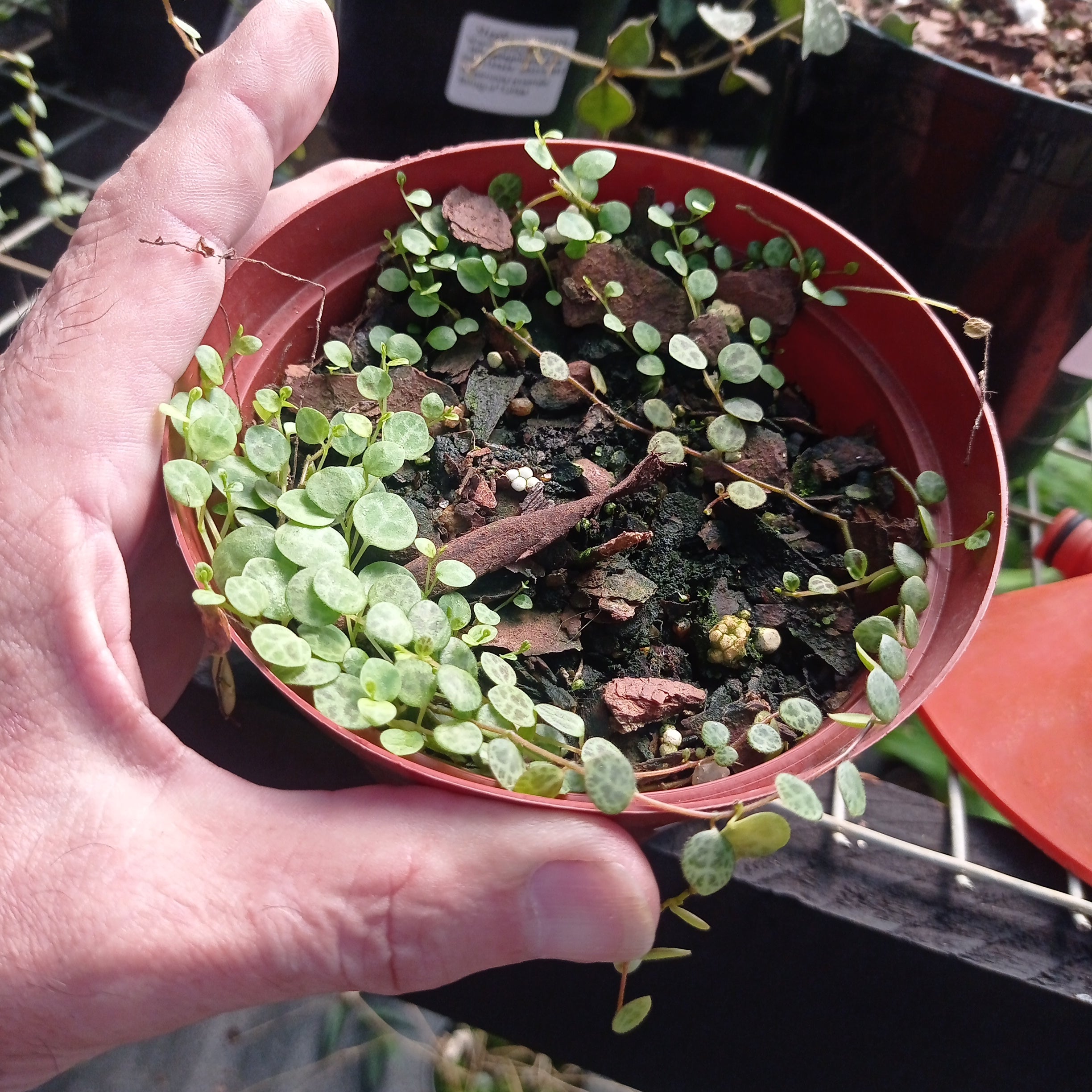 Peperomia prostrata (String of Turtles)