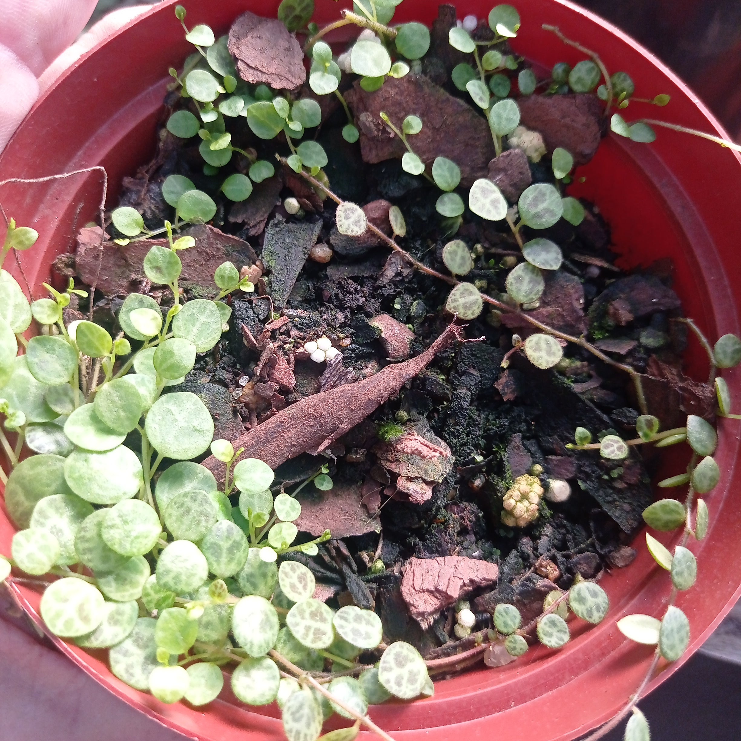 Peperomia prostrata (String of Turtles)