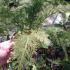 Selaginella lepldophylla ( fern)