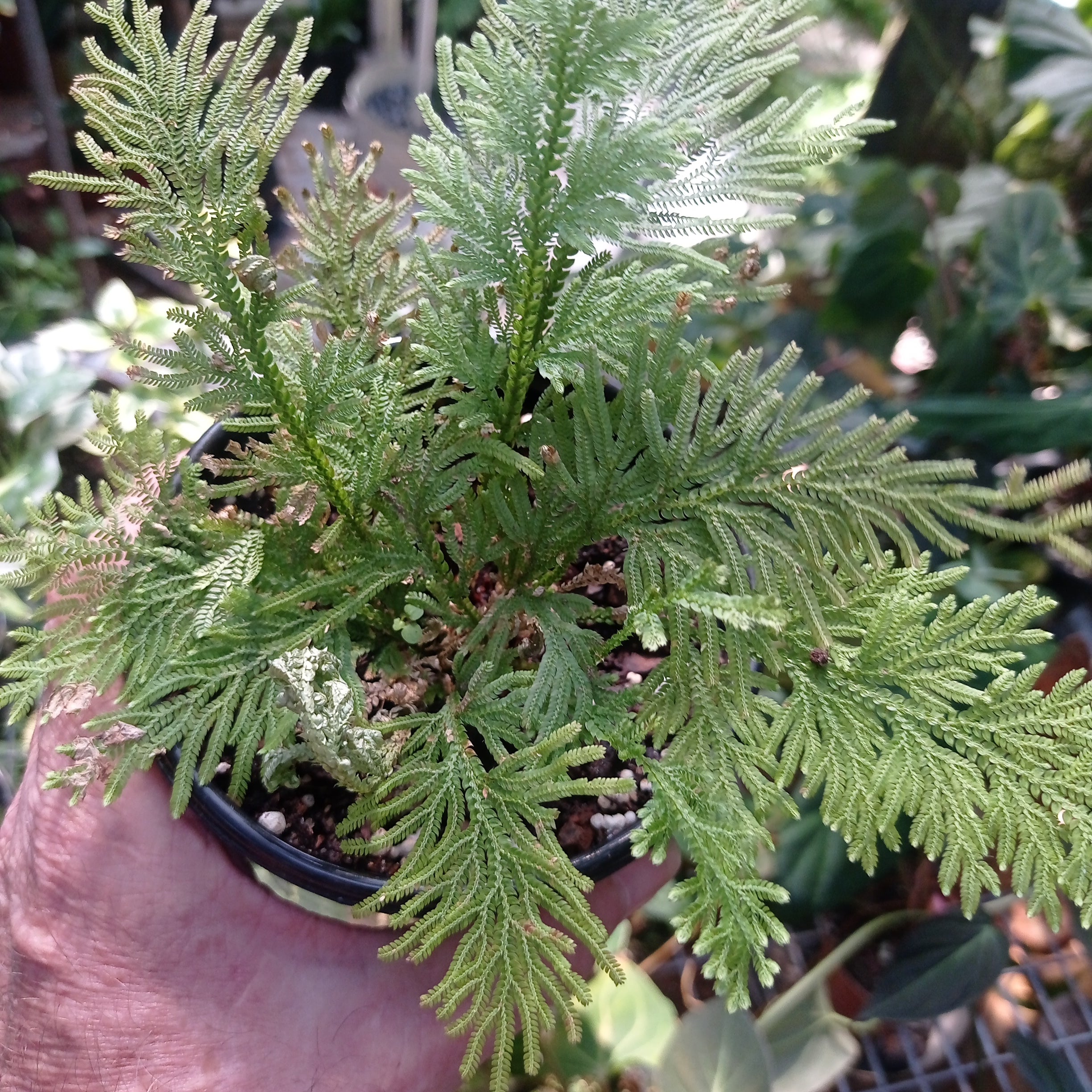 Selaginella lepldophylla ( fern)