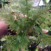 Selaginella lepldophylla ( fern)