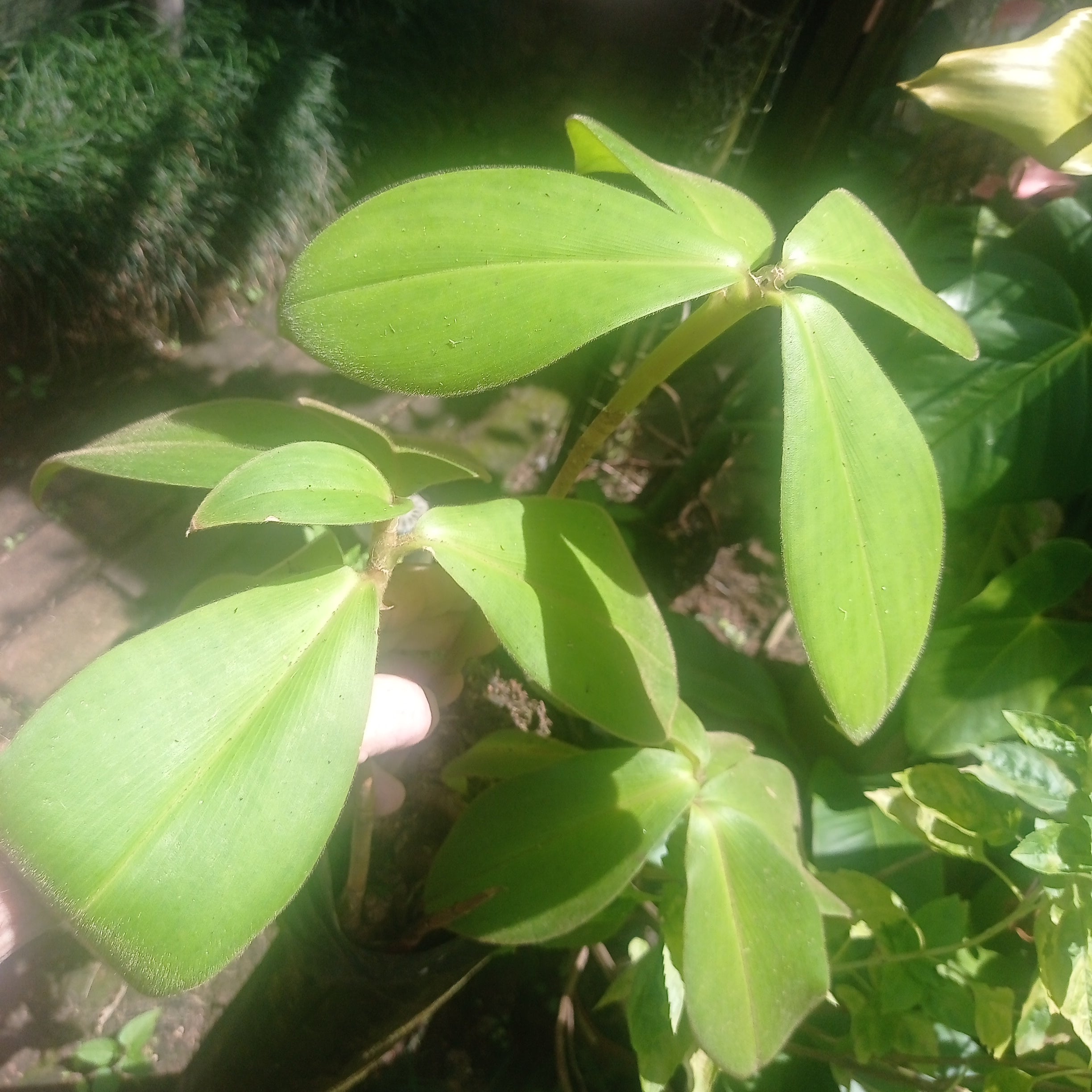 (Ginger) Costus osae