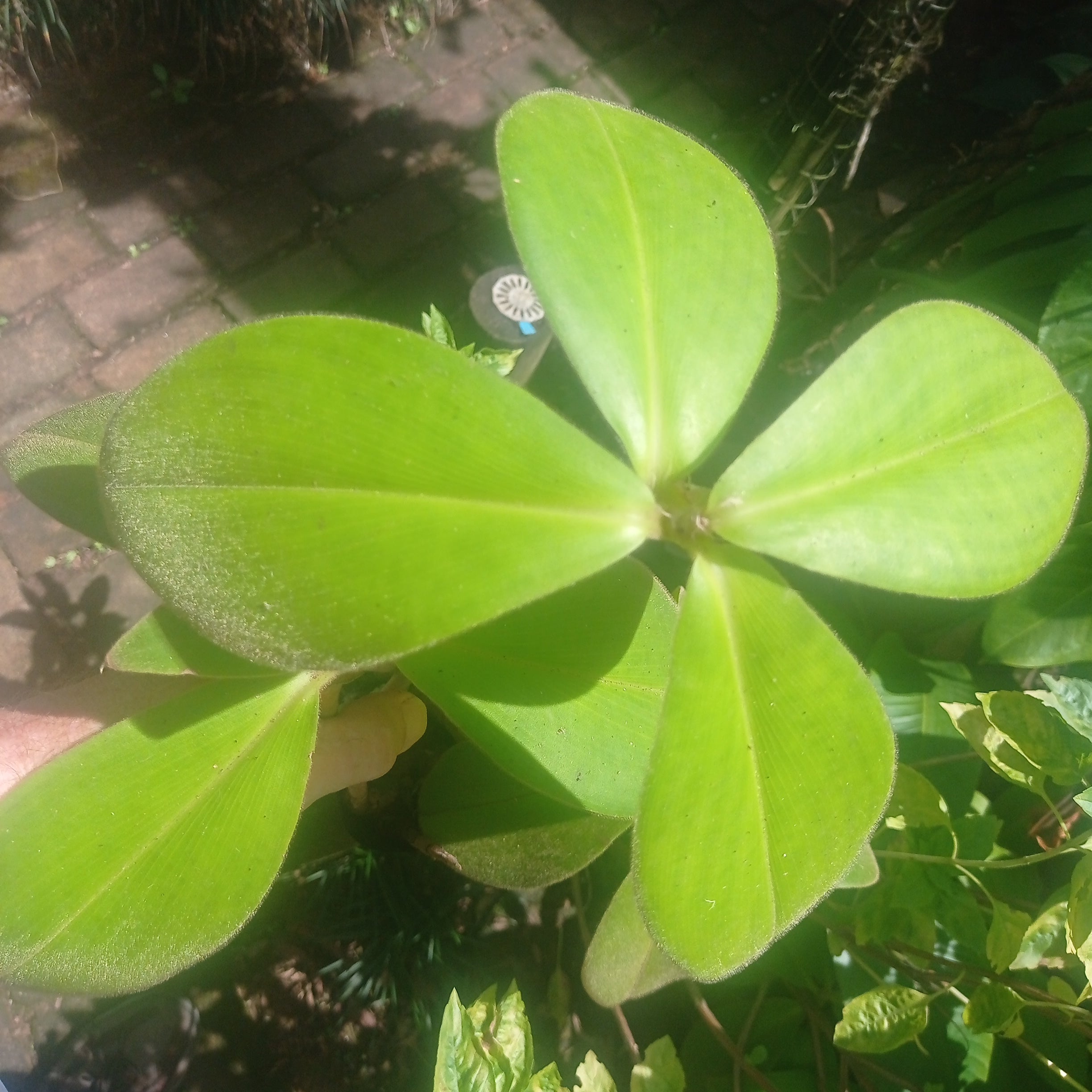 (Ginger) Costus osae