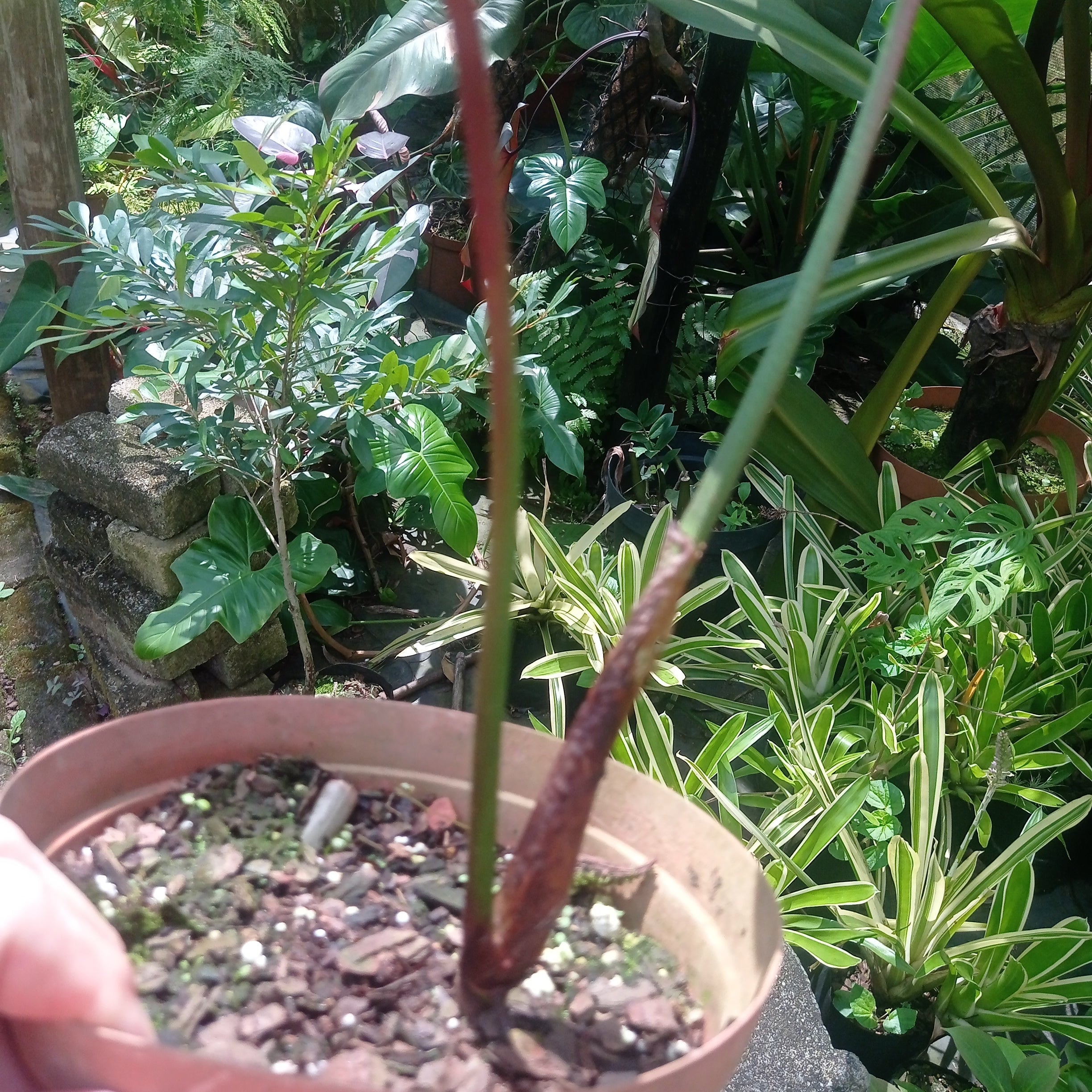 Philodendron sodiroi