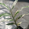 Alpinia vittata (Variegated)