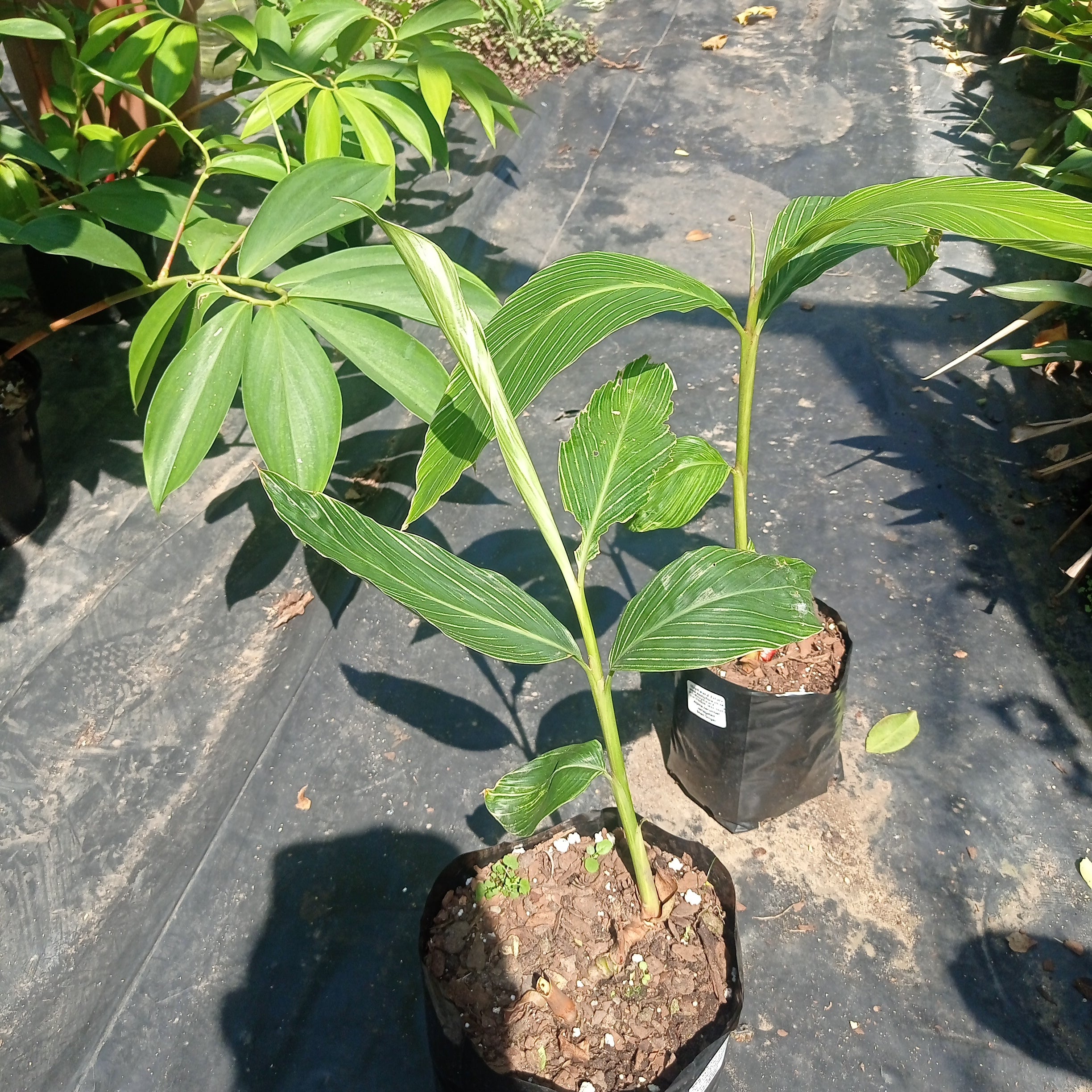 Alpinia zerumbet variegata "Variegated Shell Ginger"