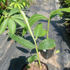 Alpinia zerumbet variegata 