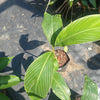 Alpinia zerumbet variegata 