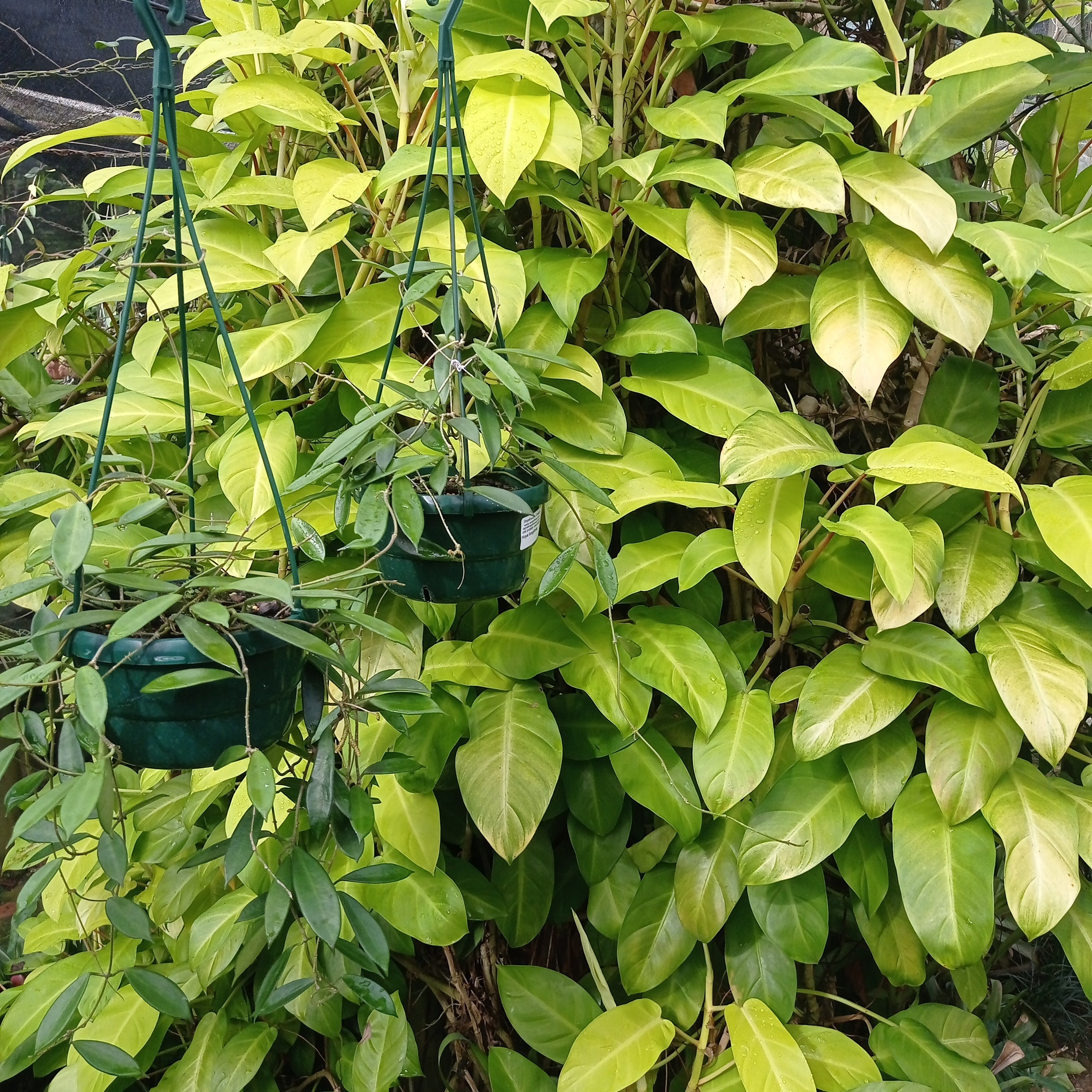 Philodendron lemon and lime