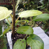 Philodendron lemon and lime