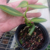 Vanilla planifolia variegated