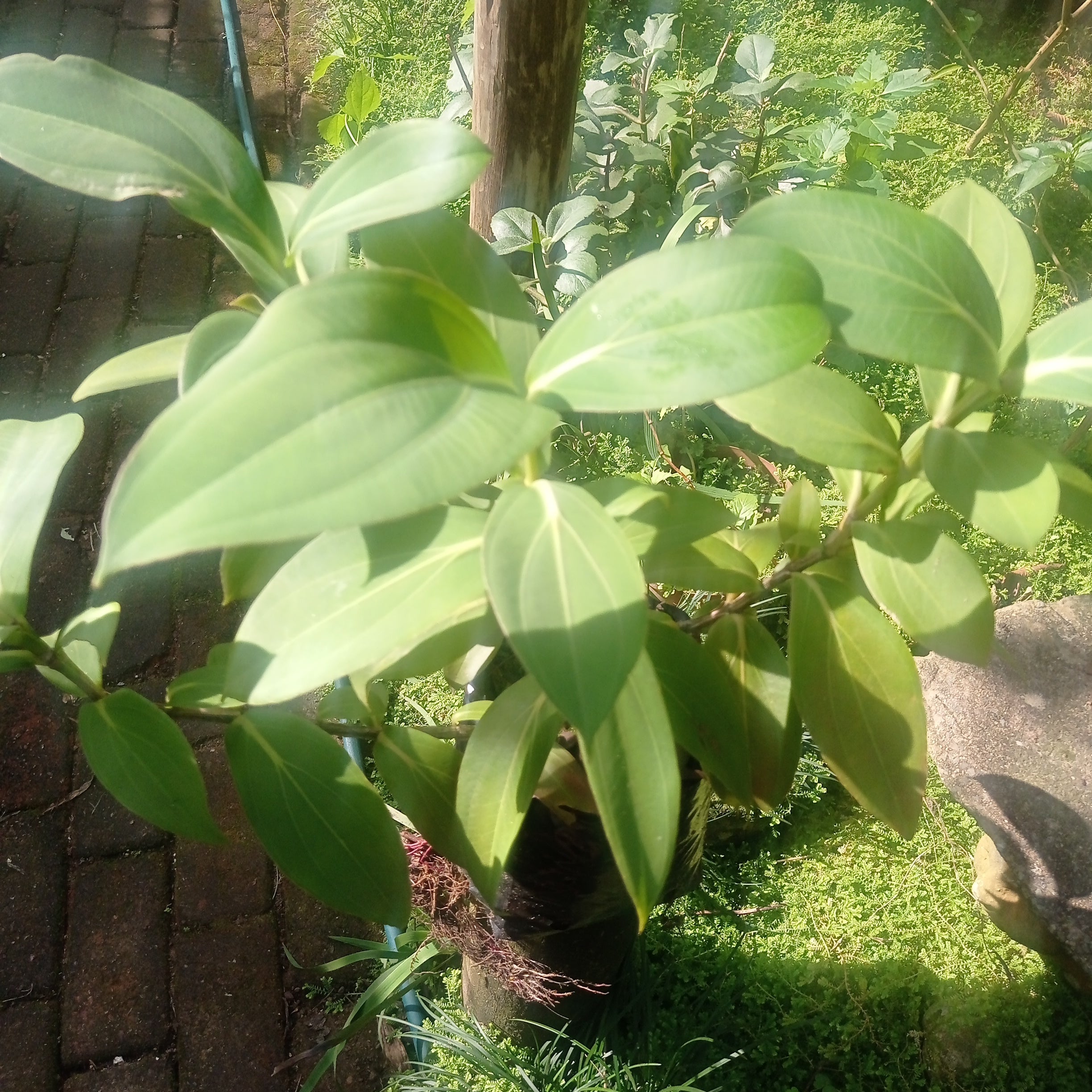 Medinilla magnifica