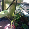 Alocasia macrorrhiza Variegata