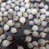 Beads/seeds. Zulu Teething Beads or Jobs Tears. Coix lacryma