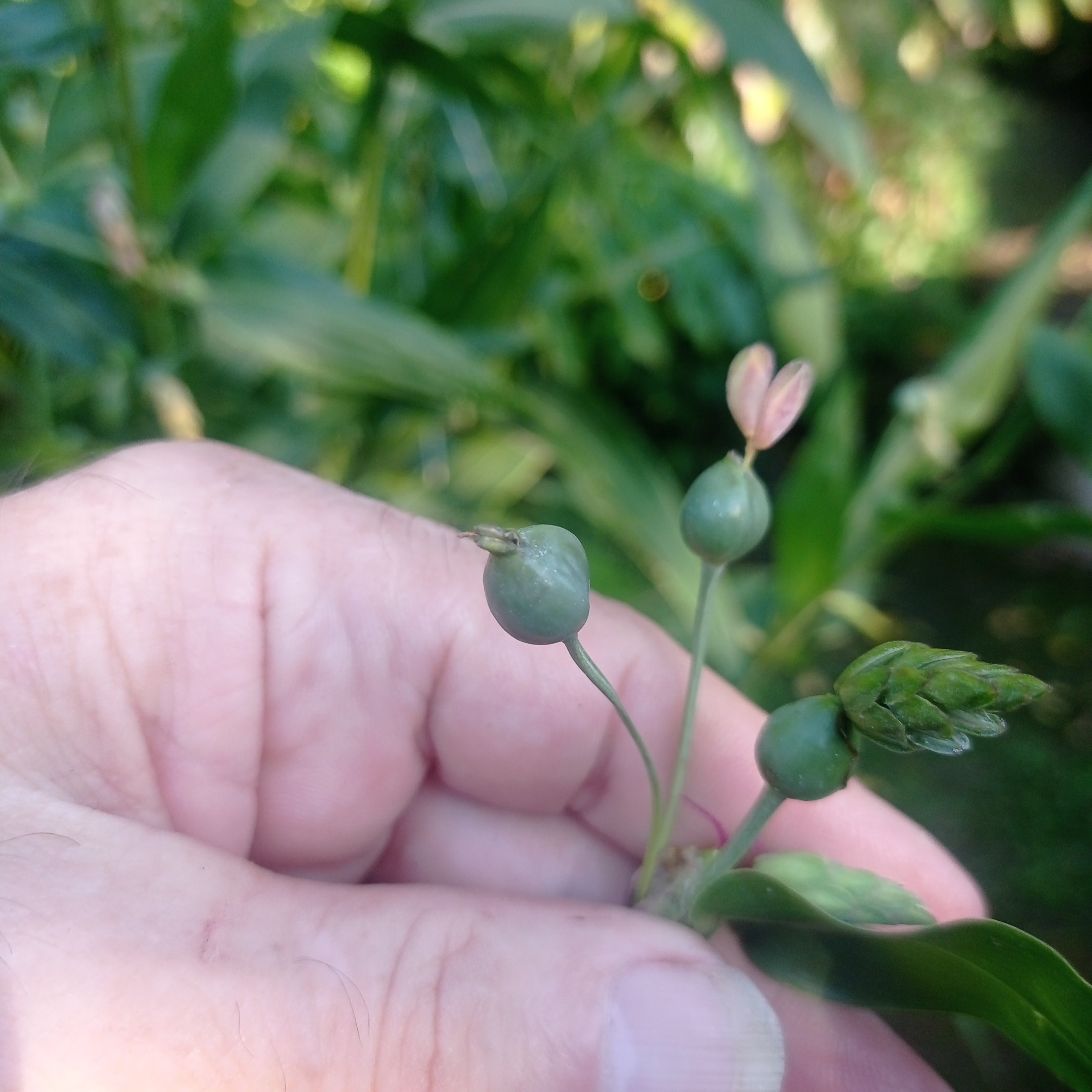 Beads/seeds. Zulu Teething Beads or Jobs Tears. Coix lacryma